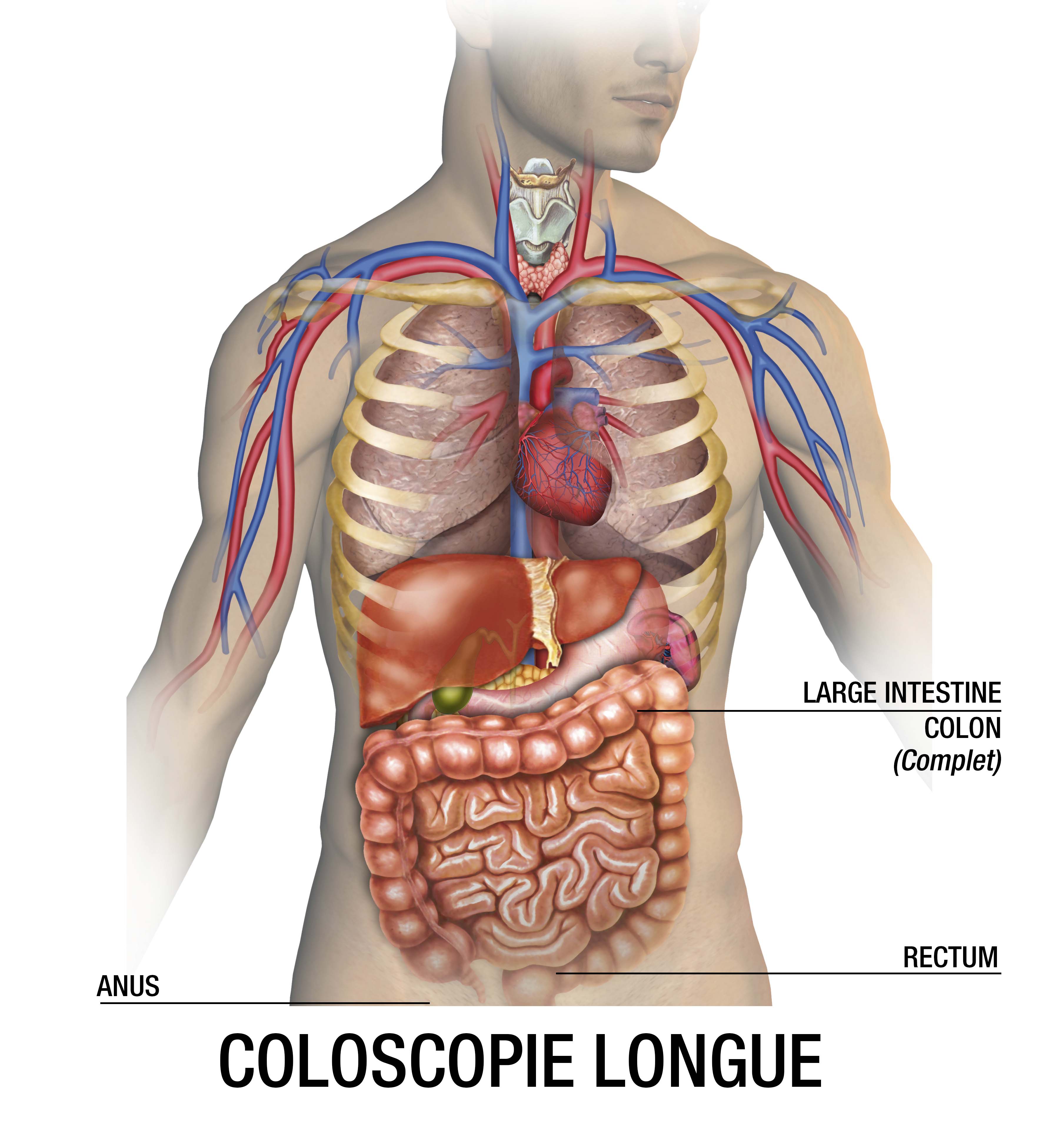Coloscopie longue Examen coloscopie longue