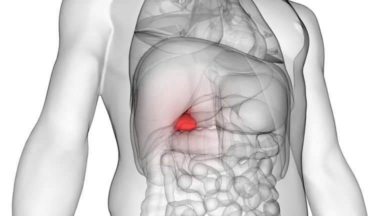 La bile est stockée dans la vésicule biliaire avant de participer à la digestion