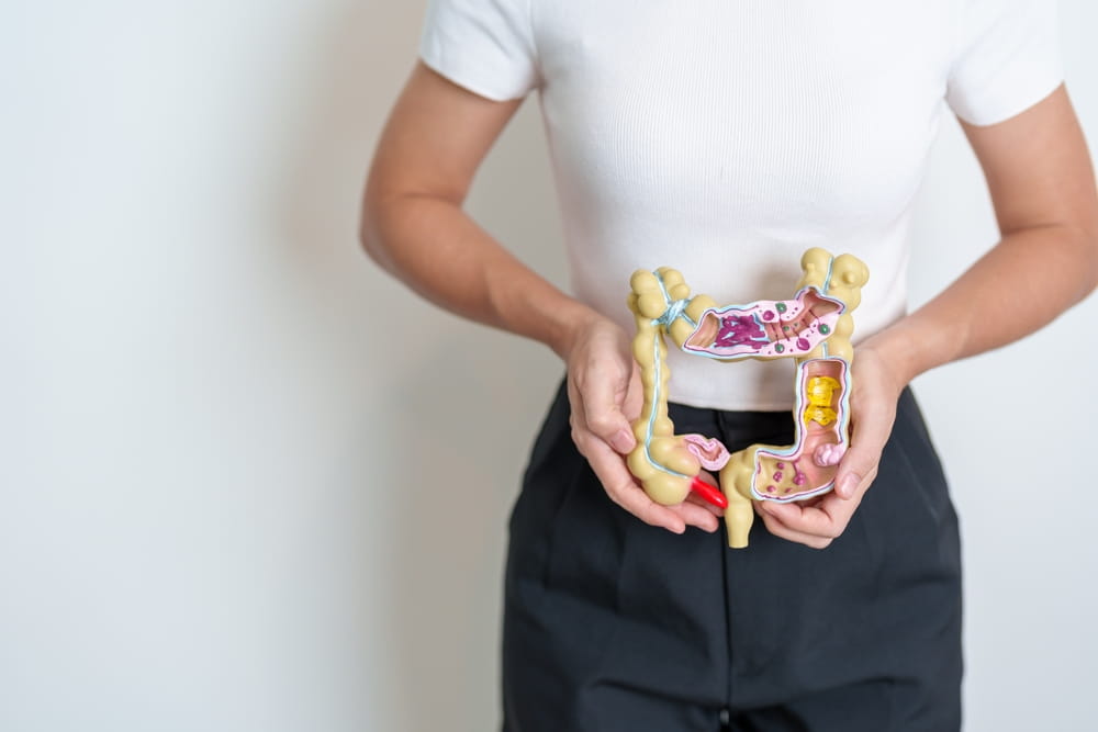 Modèle d'intestin pour le dépistage du cancer colorectal